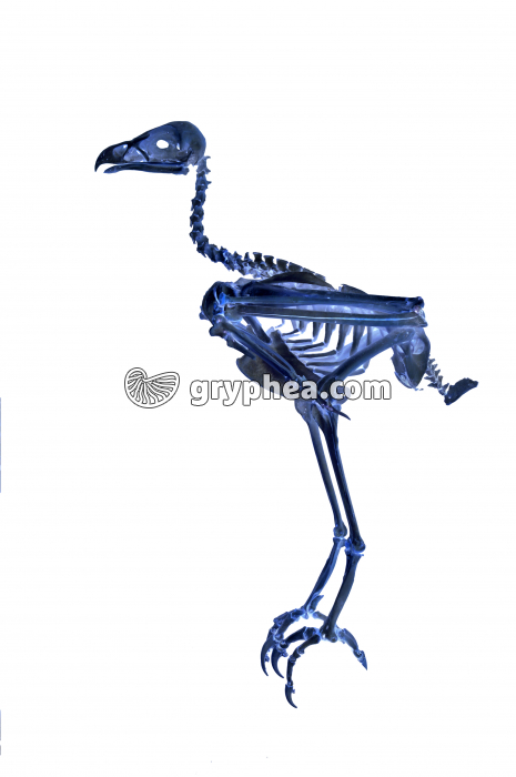 Squelette Aigle - gryphea.com